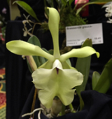 Brassavola glauca
